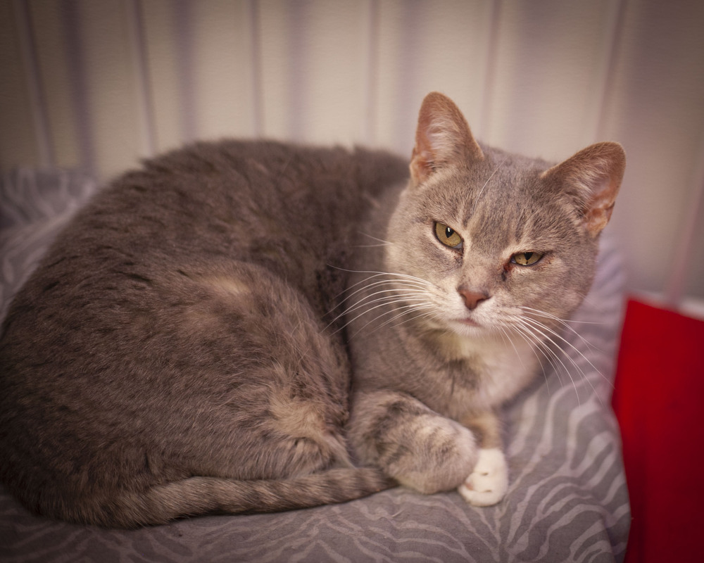 Hailey, an adoptable Domestic Short Hair, Tabby in Westfield, WI, 53964 | Photo Image 5