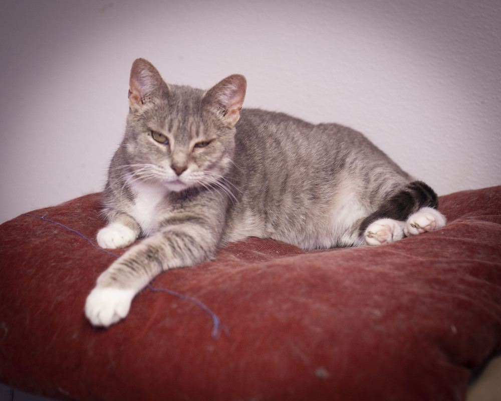 Hailey, an adoptable Domestic Short Hair, Tabby in Westfield, WI, 53964 | Photo Image 6