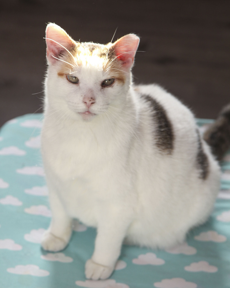 Haven, an adoptable Domestic Short Hair, Calico in Westfield, WI, 53964 | Photo Image 1