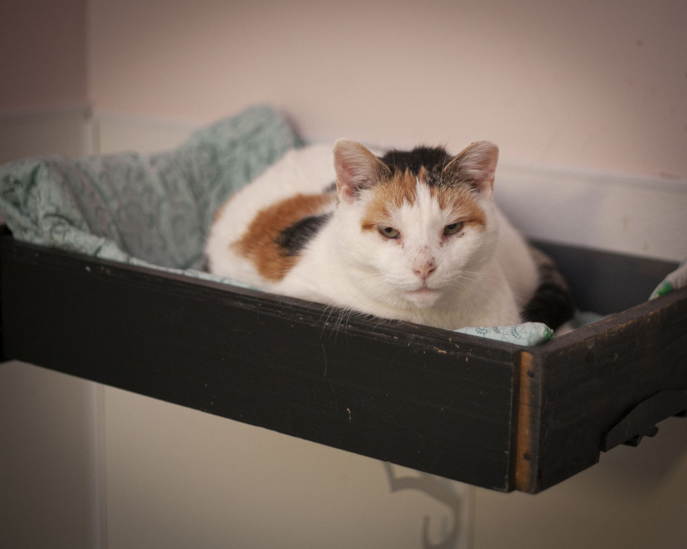 Haven, an adoptable Domestic Short Hair, Calico in Westfield, WI, 53964 | Photo Image 2