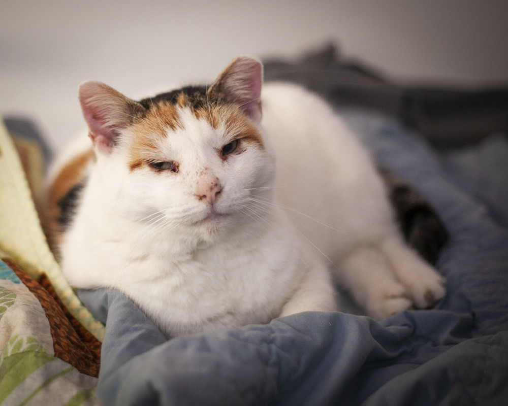 Haven, an adoptable Domestic Short Hair, Calico in Westfield, WI, 53964 | Photo Image 3