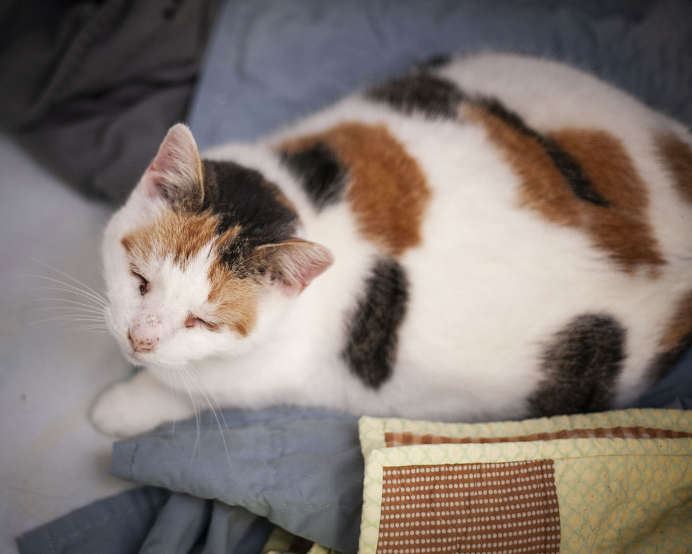 Haven, an adoptable Domestic Short Hair, Calico in Westfield, WI, 53964 | Photo Image 4