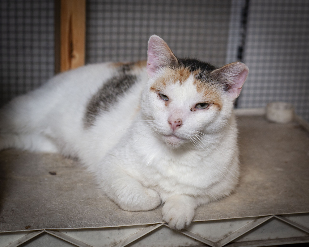 Haven, an adoptable Domestic Short Hair, Calico in Westfield, WI, 53964 | Photo Image 5