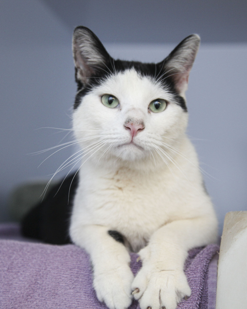 Mundo, an adoptable Domestic Short Hair in Westfield, WI, 53964 | Photo Image 1