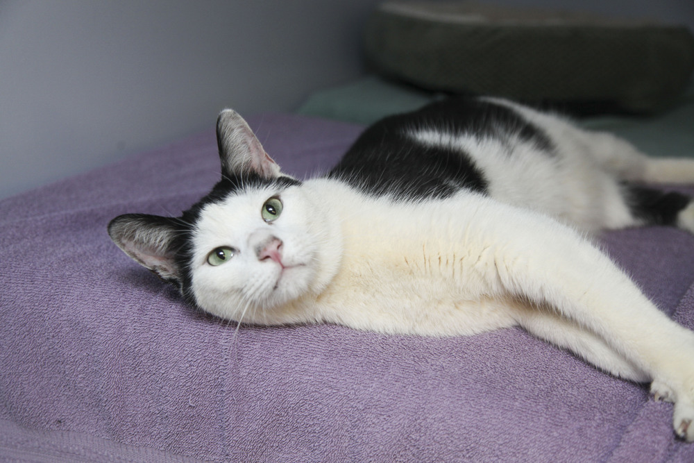 Mundo, an adoptable Domestic Short Hair in Westfield, WI, 53964 | Photo Image 2