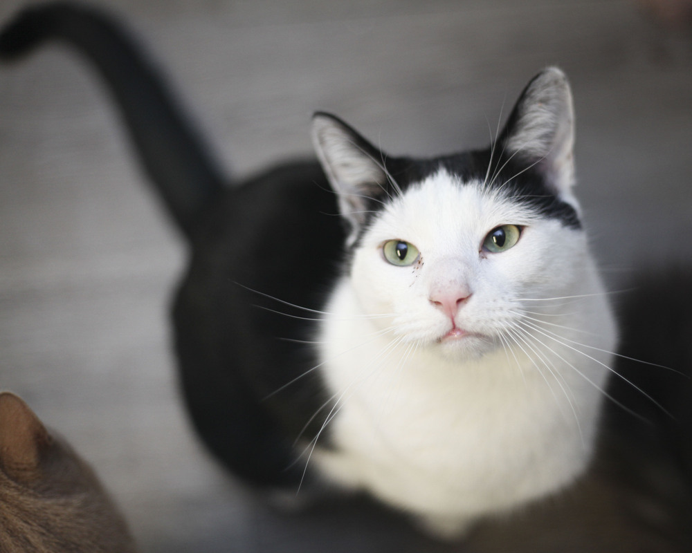 Mundo, an adoptable Domestic Short Hair in Westfield, WI, 53964 | Photo Image 3