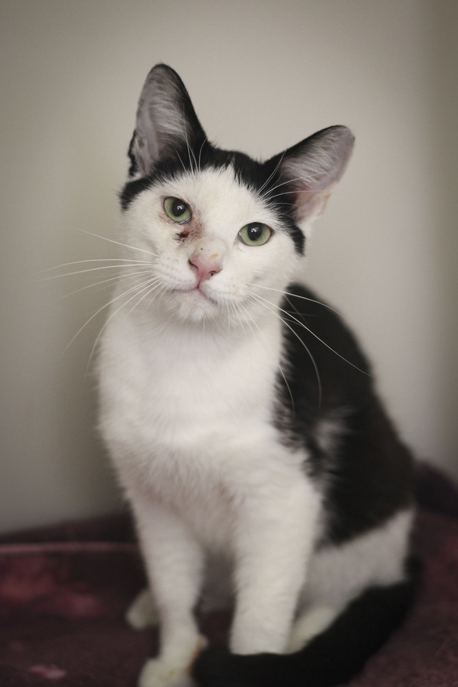 Mundo, an adoptable Domestic Short Hair in Westfield, WI, 53964 | Photo Image 5