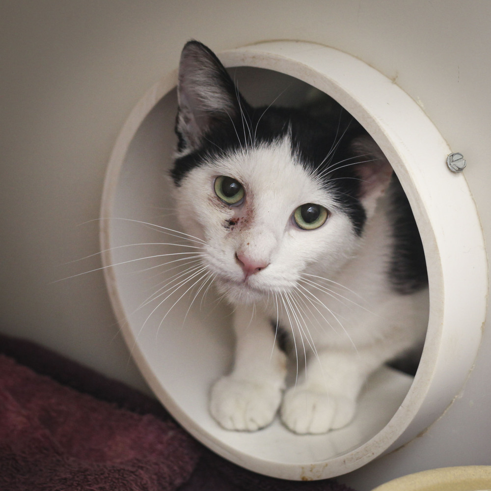 Mundo, an adoptable Domestic Short Hair in Westfield, WI, 53964 | Photo Image 6