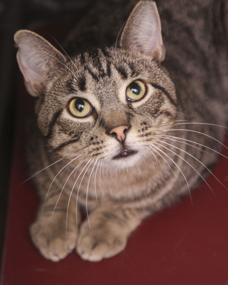Robert (Rebecca #2), an adoptable Domestic Short Hair, Tabby in Westfield, WI, 53964 | Photo Image 1