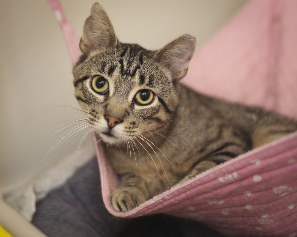 Robert (Rebecca #2), an adoptable Domestic Short Hair, Tabby in Westfield, WI, 53964 | Photo Image 5