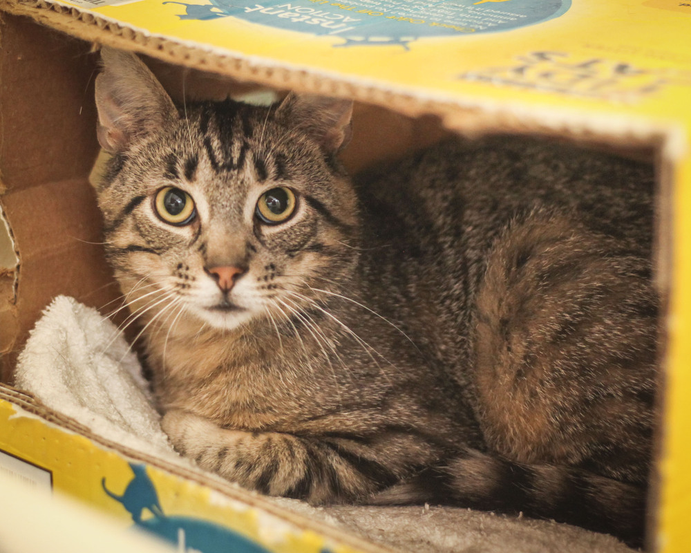 Robert (Rebecca #2), an adoptable Domestic Short Hair, Tabby in Westfield, WI, 53964 | Photo Image 6