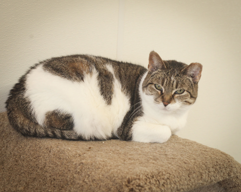 Kendra, an adoptable Domestic Short Hair, Tabby in Westfield, WI, 53964 | Photo Image 1