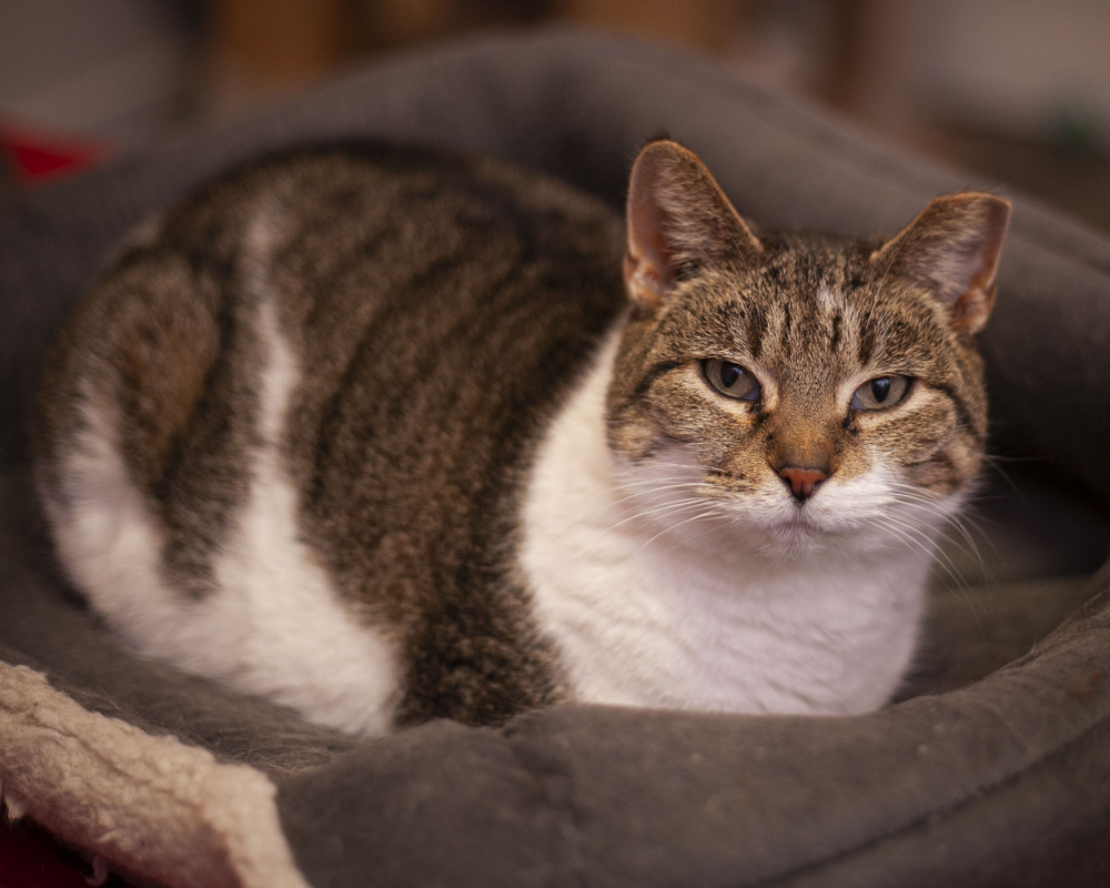 Kendra, an adoptable Domestic Short Hair, Tabby in Westfield, WI, 53964 | Photo Image 3