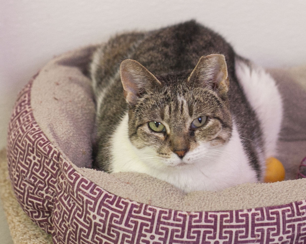 Kendra, an adoptable Domestic Short Hair, Tabby in Westfield, WI, 53964 | Photo Image 4
