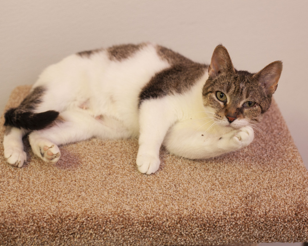 Kendra, an adoptable Domestic Short Hair, Tabby in Westfield, WI, 53964 | Photo Image 5