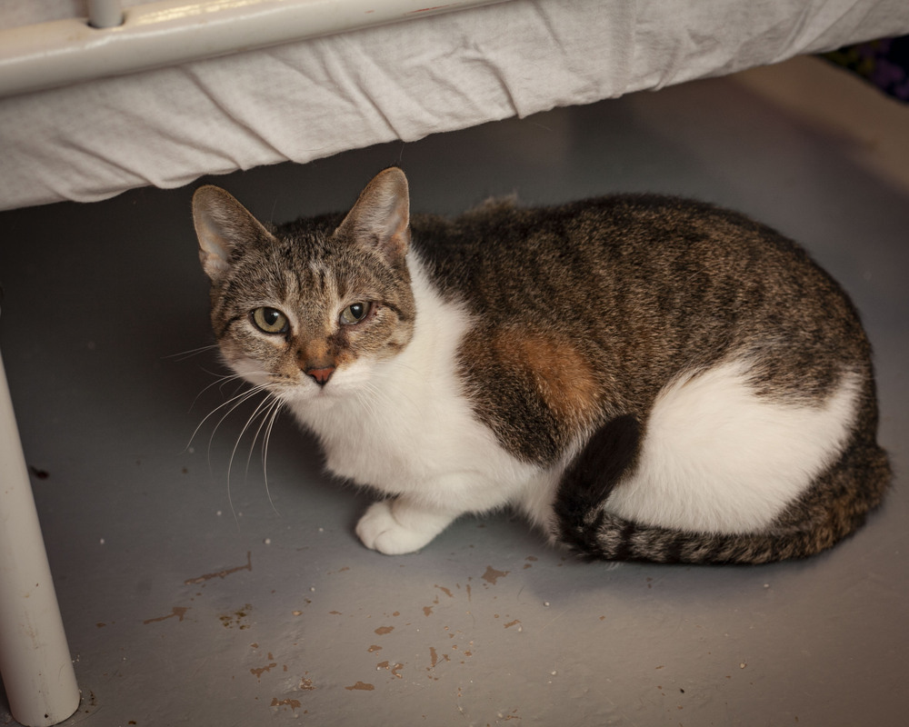 Kendra, an adoptable Domestic Short Hair, Tabby in Westfield, WI, 53964 | Photo Image 6