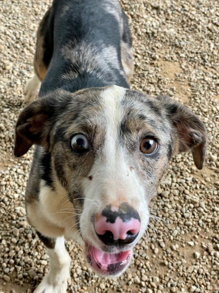 Xana, an adoptable Catahoula Leopard Dog Mix in Lacon, IL_image-1