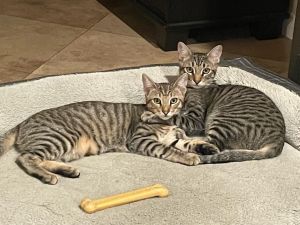 Maui & Mickey  Tabby Cat