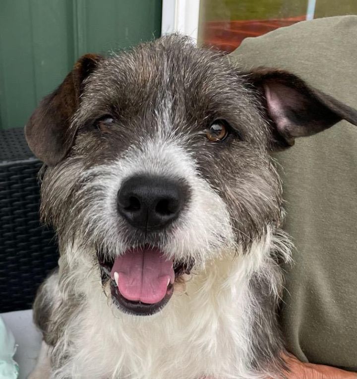 Grey wire hotsell haired terrier