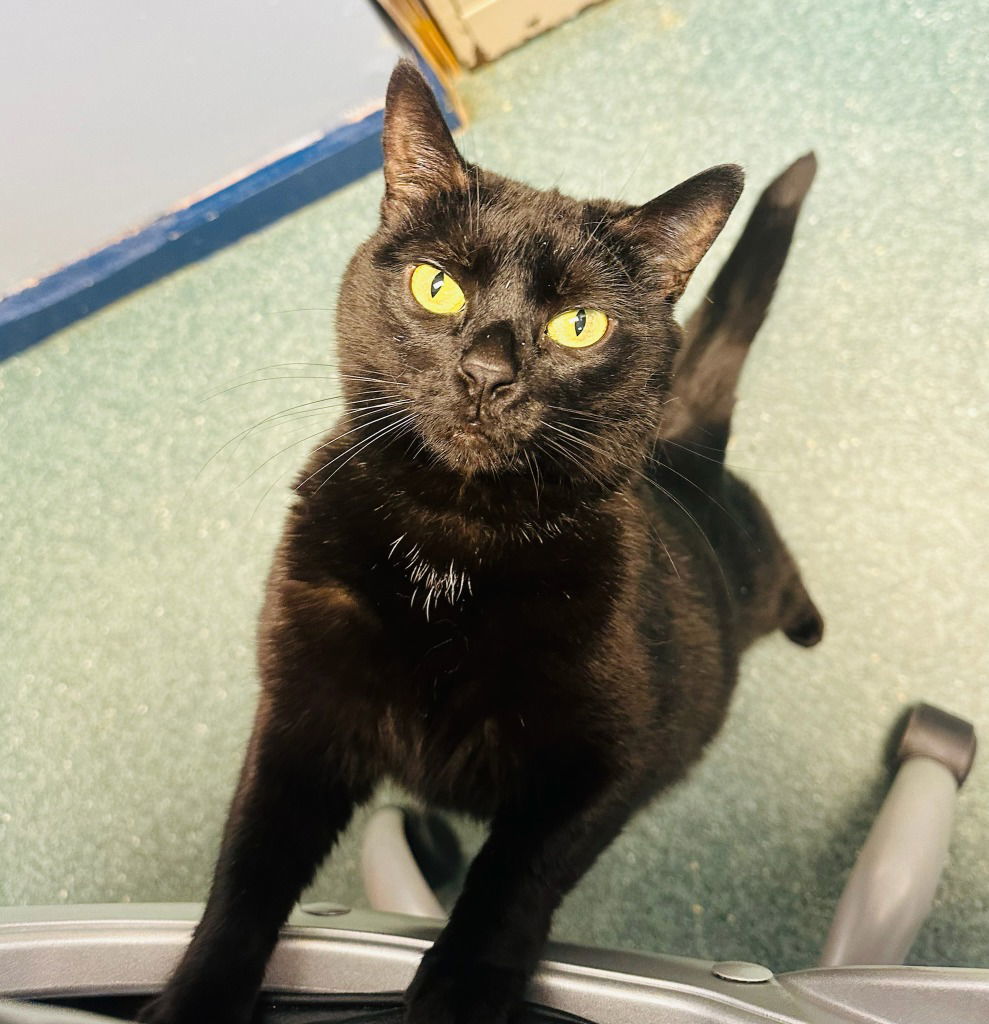 Spooky, an adoptable Domestic Short Hair in Lovingston, VA, 22922 | Photo Image 1