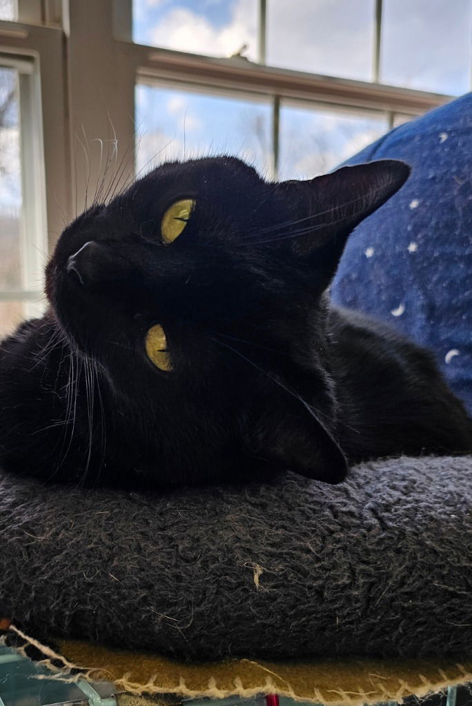 Spooky, an adoptable Domestic Short Hair in Lovingston, VA, 22922 | Photo Image 2