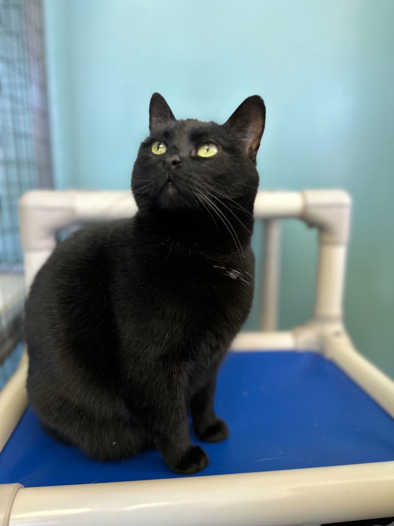 Spooky, an adoptable Domestic Short Hair in Lovingston, VA, 22922 | Photo Image 3