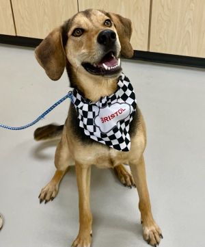 Dog for adoption Bristol AC 23913 a Hound Shepherd Mix in