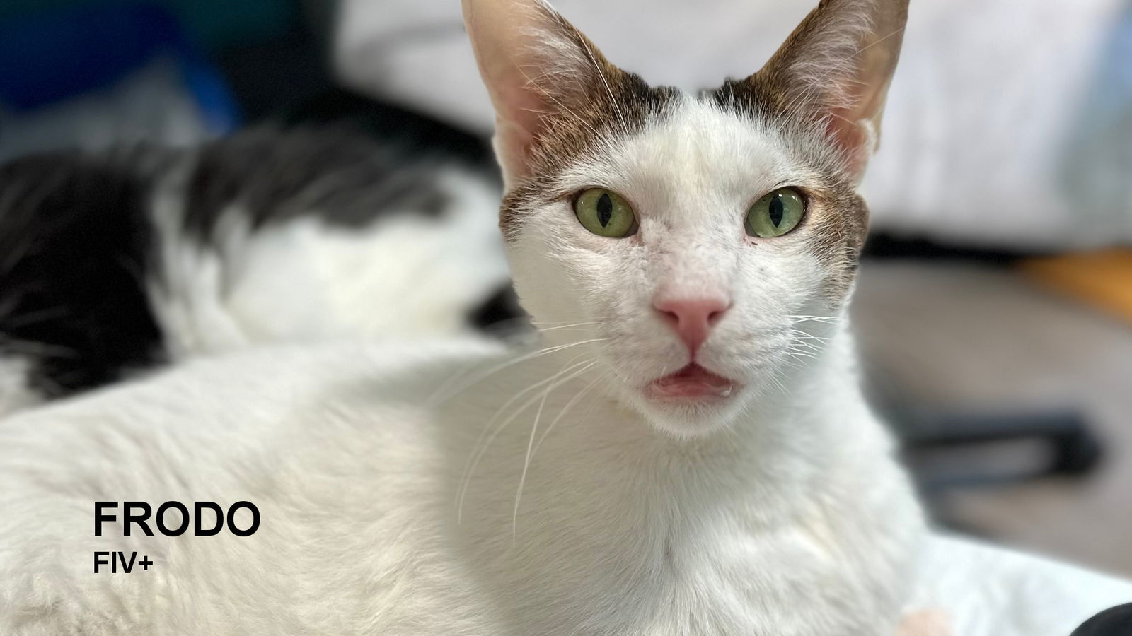 Frodo, an adoptable Domestic Short Hair in Santa Rosa, CA, 95404 | Photo Image 1