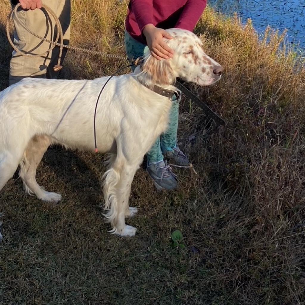 Mack Torrence - MISSING, an adoptable English Setter in Lynchburg, VA, 24502 | Photo Image 1