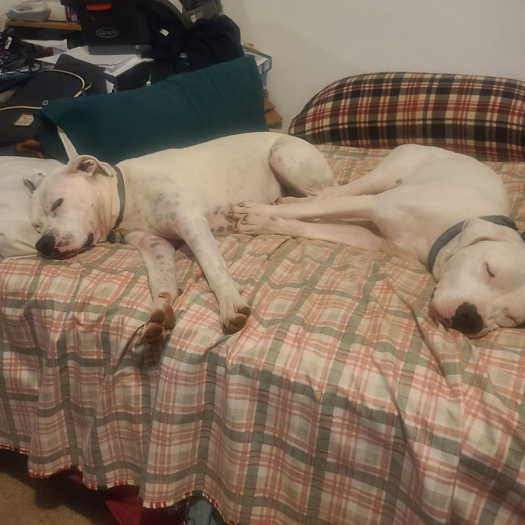 Luna - MISSING, an adoptable Pit Bull Terrier in Lynchburg, VA, 24502 | Photo Image 1