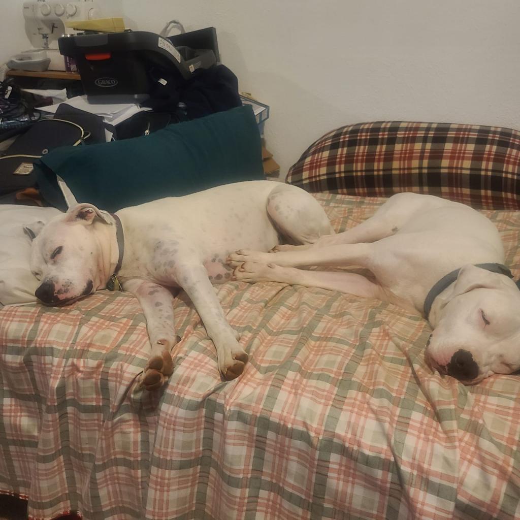 Blanca - MISSING, an adoptable Pit Bull Terrier in Lynchburg, VA, 24502 | Photo Image 1