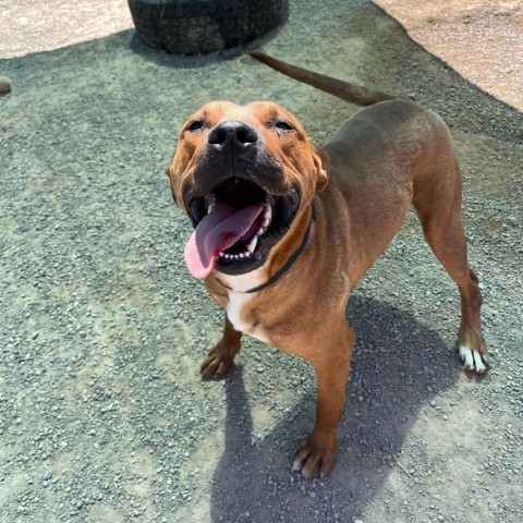 Junior, an adoptable Black Mouth Cur, Pit Bull Terrier in Rifle, CO, 81650 | Photo Image 2