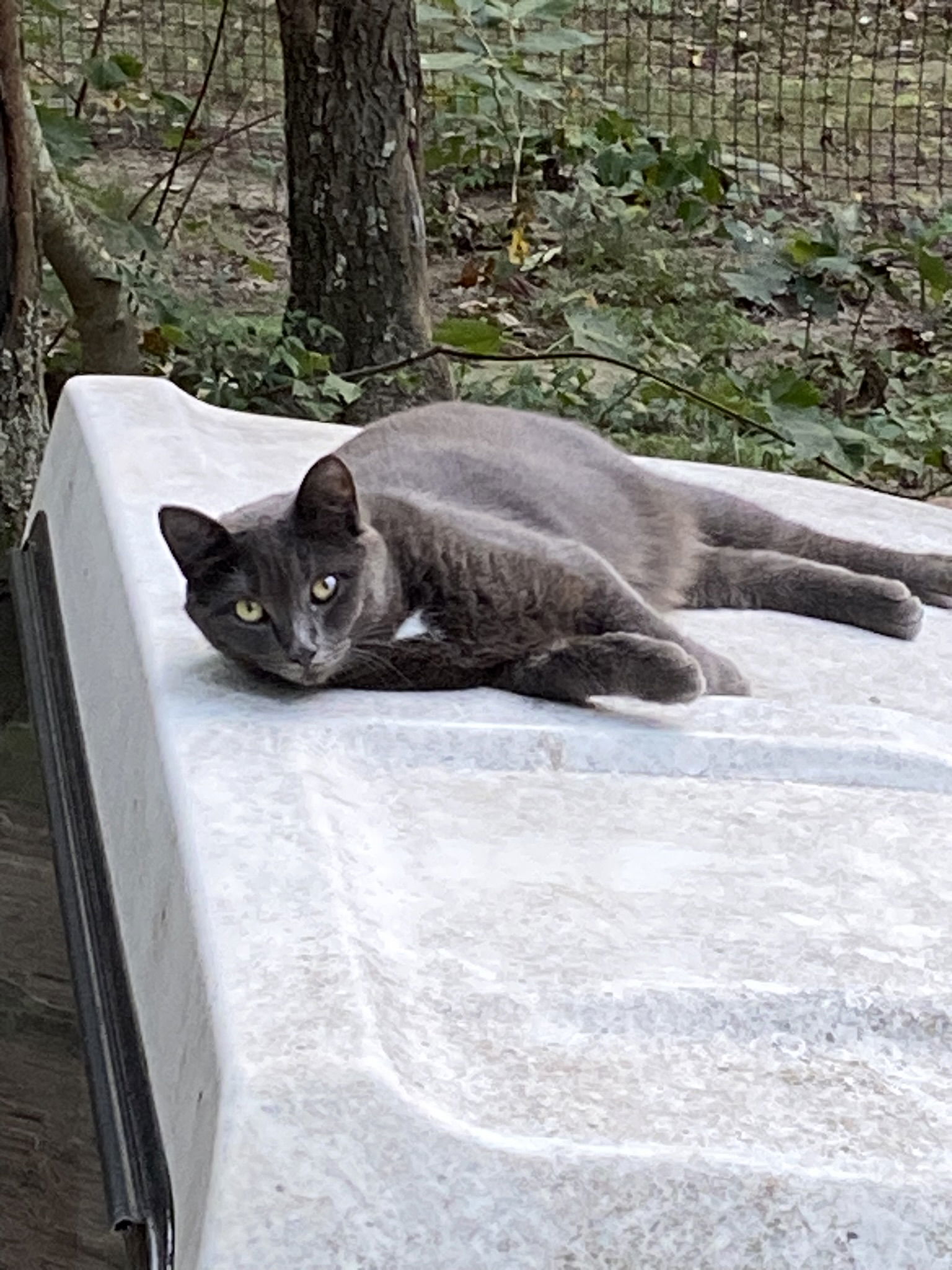 Anastasia, an adoptable Domestic Short Hair, Russian Blue in Drasco, AR, 72530 | Photo Image 1