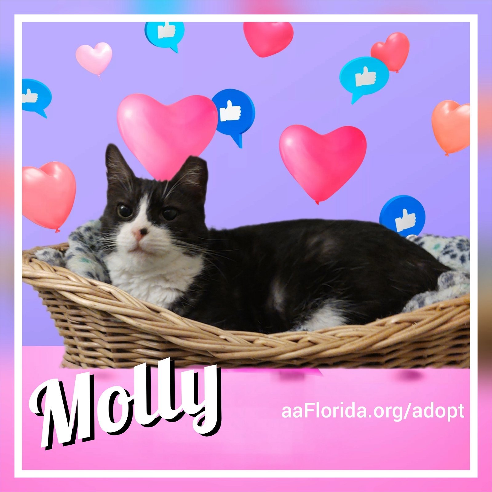 Molly