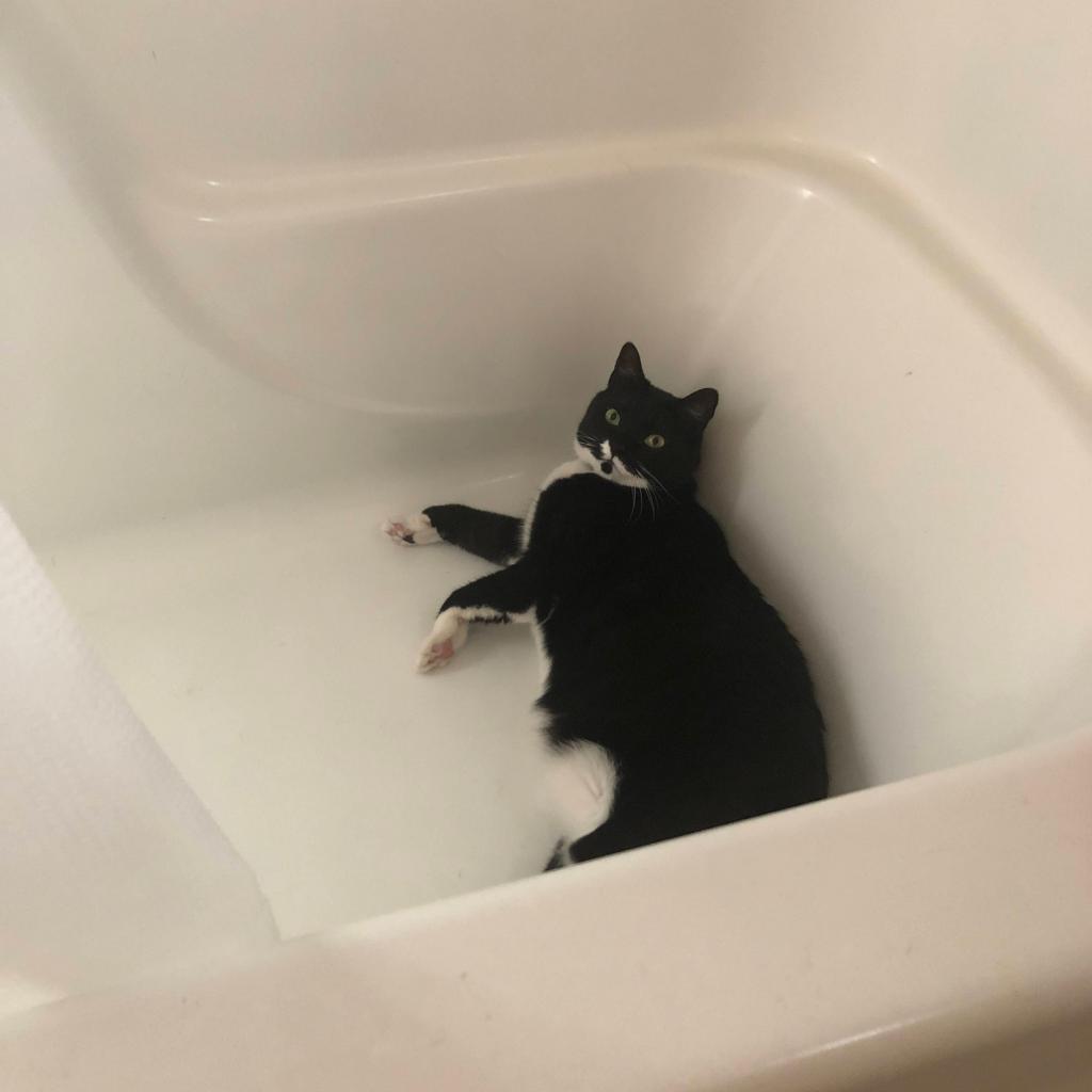 Iris - MISSING, an adoptable Domestic Short Hair in Lynchburg, VA, 24502 | Photo Image 1