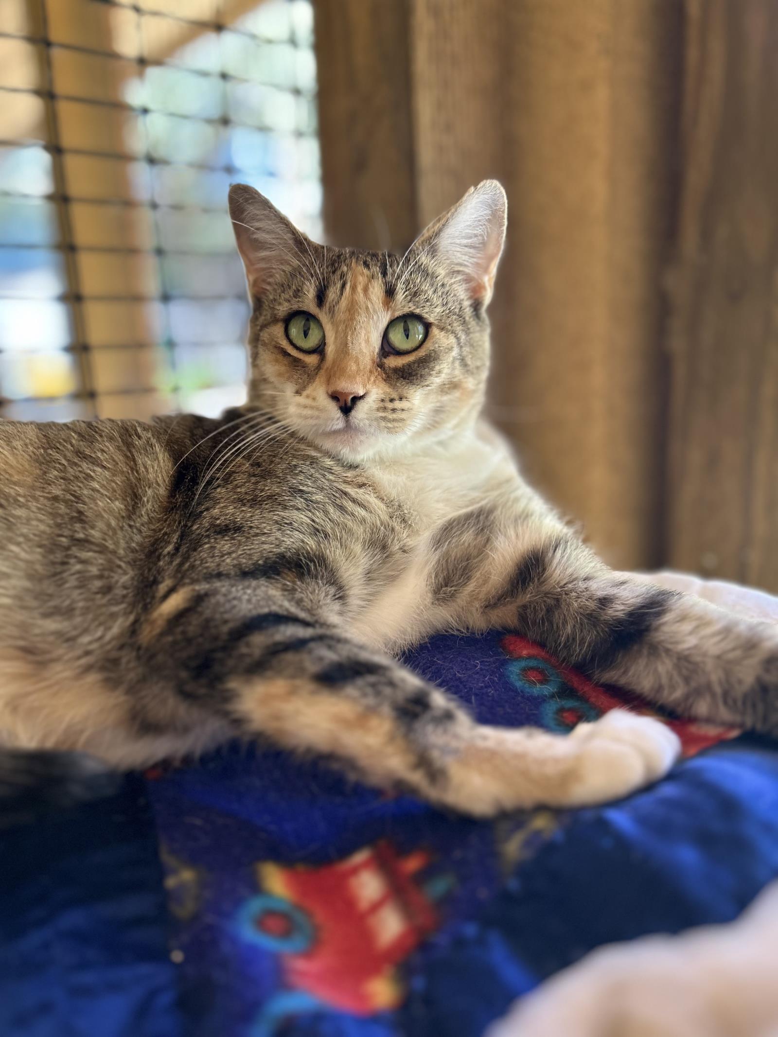 Chimmy, an adoptable Domestic Short Hair in Lincoln, CA, 95648 | Photo Image 1