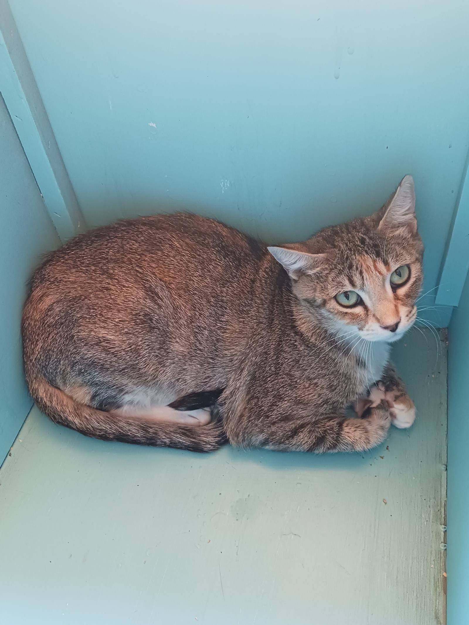 Chimmy, an adoptable Domestic Short Hair in Lincoln, CA, 95648 | Photo Image 3