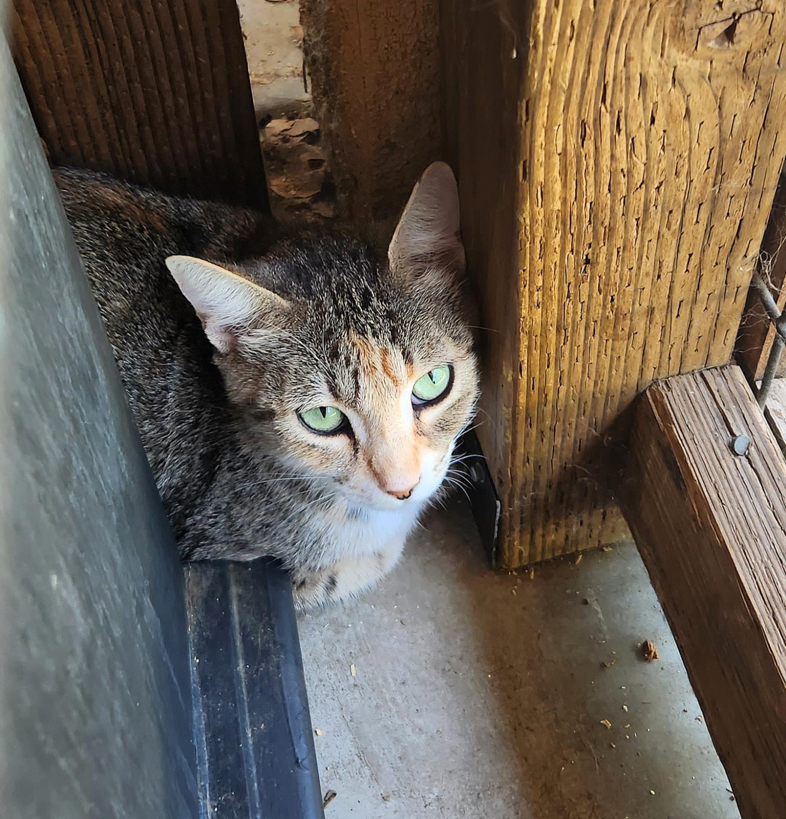 Chimmy, an adoptable Domestic Short Hair in Lincoln, CA, 95648 | Photo Image 4