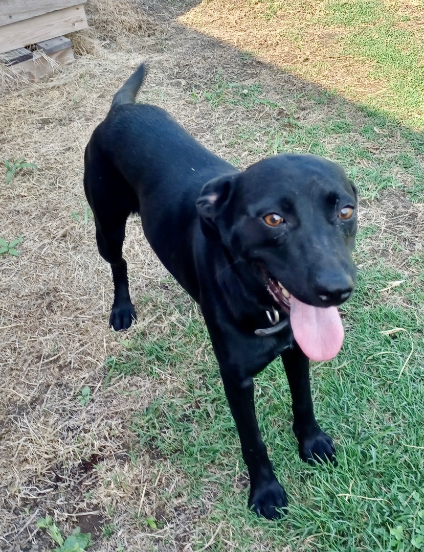 Dog for adoption - India, a Black Labrador Retriever & Terrier Mix in ...