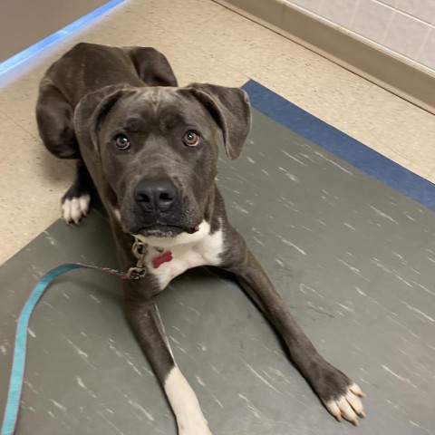 Big Luna, an adoptable Cane Corso in Union City, PA, 16438 | Photo Image 1