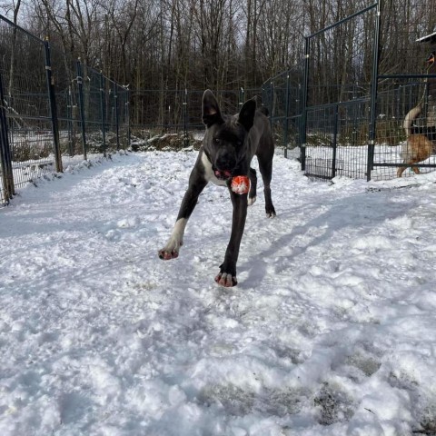 Big Luna, an adoptable Cane Corso in Union City, PA, 16438 | Photo Image 2