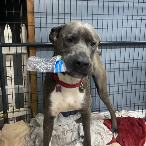 Big Luna, an adoptable Cane Corso in Union City, PA, 16438 | Photo Image 4