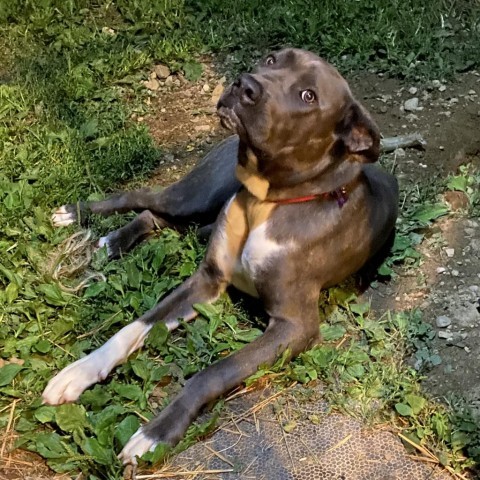 Big Luna, an adoptable Cane Corso in Union City, PA, 16438 | Photo Image 5