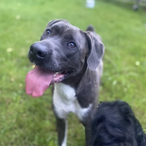 Big Luna, an adoptable Cane Corso in Union City, PA, 16438 | Photo Image 6