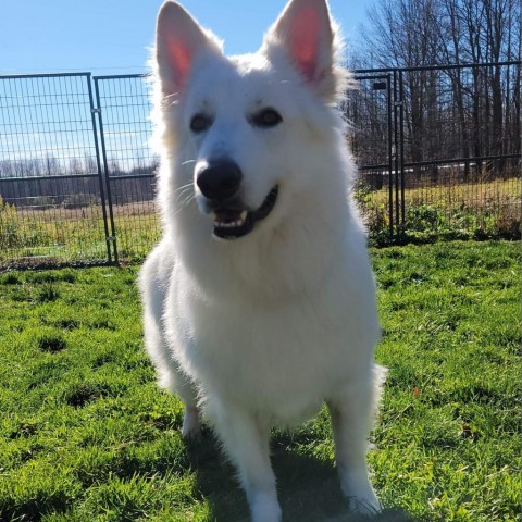 Lupo, an adoptable German Shepherd Dog in Union City, PA, 16438 | Photo Image 1