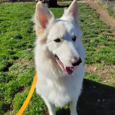 Lupo, an adoptable German Shepherd Dog in Union City, PA, 16438 | Photo Image 2