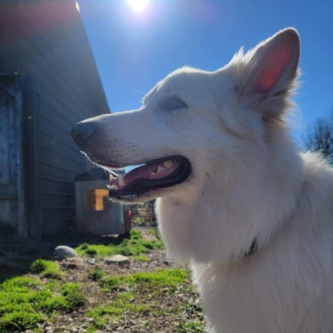 Lupo, an adoptable German Shepherd Dog in Union City, PA, 16438 | Photo Image 3