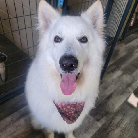 Lupo, an adoptable German Shepherd Dog in Union City, PA, 16438 | Photo Image 4