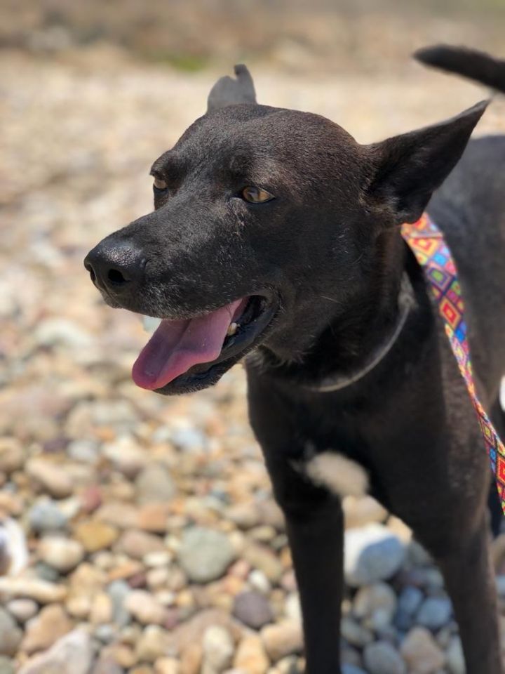 Dog for adoption - Hank, a Mixed Breed in Santa Barbara, CA