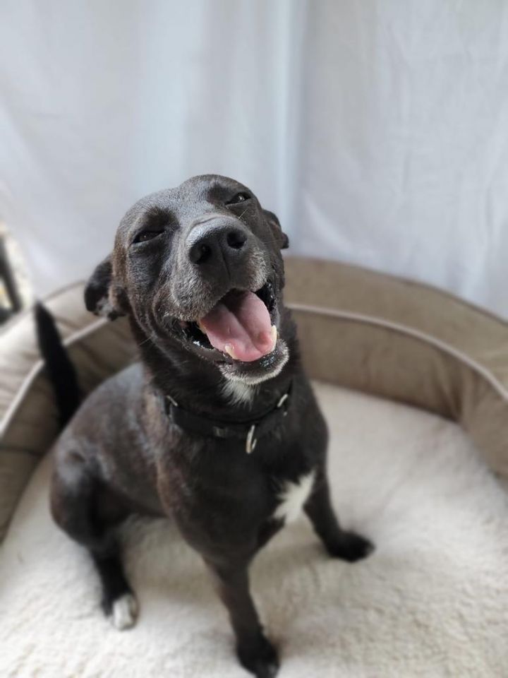 Dog for adoption - Hank, a Mixed Breed in Santa Barbara, CA